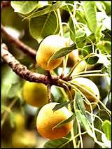 Marula Oil is extracted from the kernels of the Marula tree and is rich in essential fatty acids.
