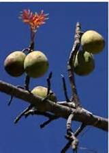 Mongongo Oil is made from the dried fruit of the Mongongo tree.