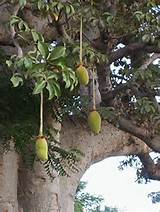 Baobab Oil is extracted from the seeds of the tree's fruit.