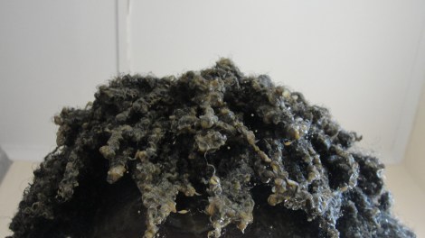 This is what the cherry lola mixture looks like applied to my hair