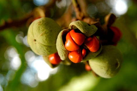 The Mafura tree produces fruit with distinctive red seeds