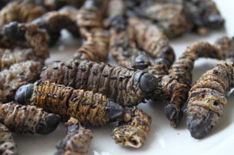 The Mopani Worm - picture from The Culinary Linguist